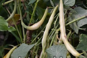 Features of growing asparagus