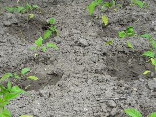 How to plant pepper seedlings on a bed?