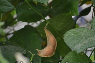 Features of growing string beans
