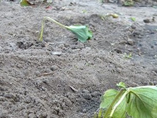 How to plant strawberries in autumn