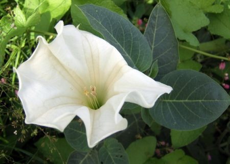 Datura flower photo and description
