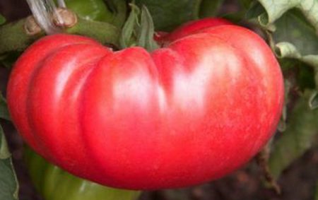 Collector Tomato Seeds for 2017