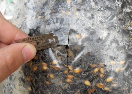 Growing oyster mushrooms at home for beginners