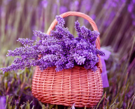 Lavanda: sadnja i njega na otvorenom tlu