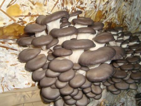 Growing oyster mushrooms at home for beginners