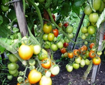 Collector tomato seeds for 2017
