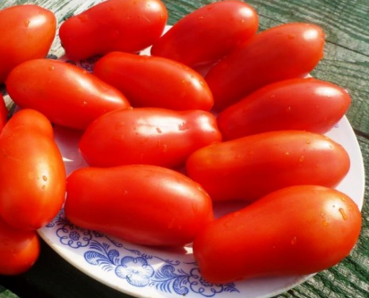 Collector tomato seeds for 2017