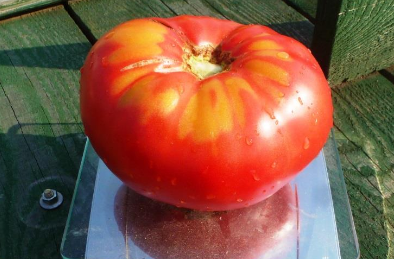 Collector tomato seeds for 2017