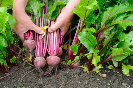 What to plant after carrots