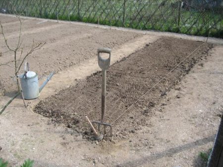 How to prepare a bed of garlic for planting in the fall