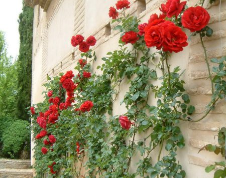 How to prepare roses for winter in the suburbs