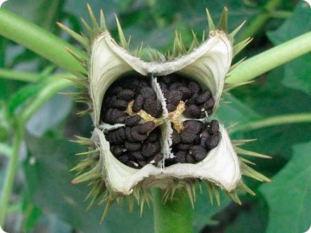 Datura flower photo and description