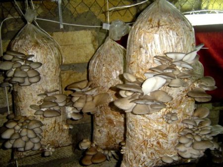 Growing oyster mushrooms at home for