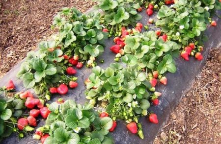 Tall Strawberry Beds