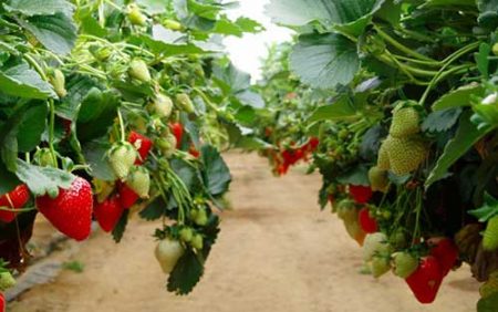 Do-it-yourself tall strawberry beds