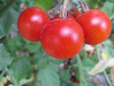 Collector tomato seeds for 2017