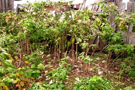 How to prepare raspberries for winter in the suburbs