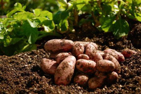 What to plant after potatoes next year, table