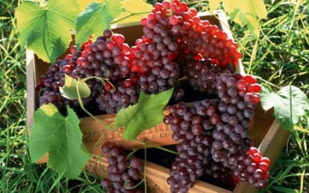 vyrashhivanie-vinograda-v-srednei% cc% 86-polose-dlya-nachinayushhix