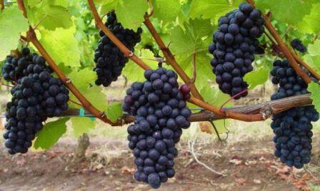 vyrashhivanie-vinograda-v-srednei% cc% 86-polose