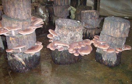 Growing oyster mushrooms at home for beginners