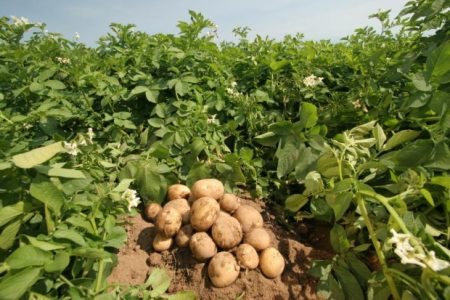 potatoes