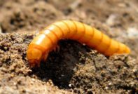 The wireworm in potatoes, how to get rid of in the fall
