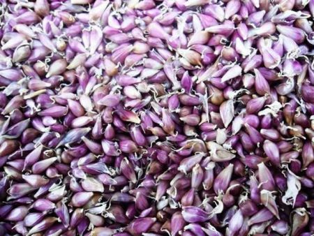 Where to buy winter garlic for planting in Moscow at retail