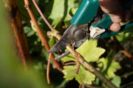 Harvesting grape cuttings in autumn and storage