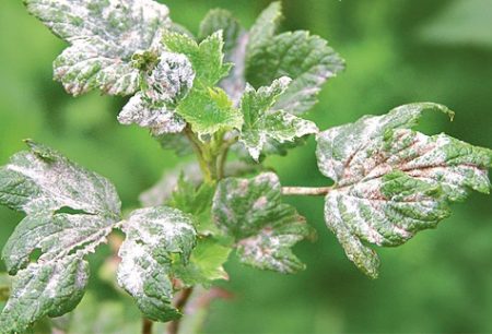 Powdery mildew