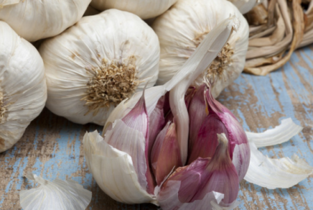 Where to buy winter garlic for planting in Moscow at retail