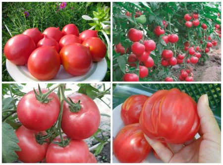 The best varieties of pink tomatoes for the Rostov region