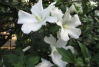 hibiscus garden photo