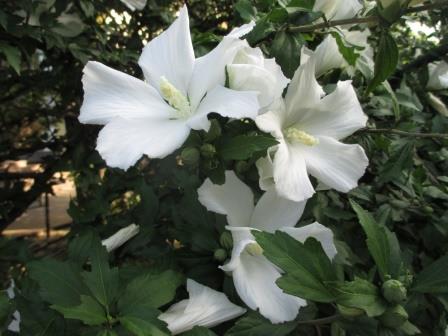 hibiscus garden photo