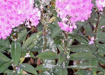 Powdery mildew on phlox