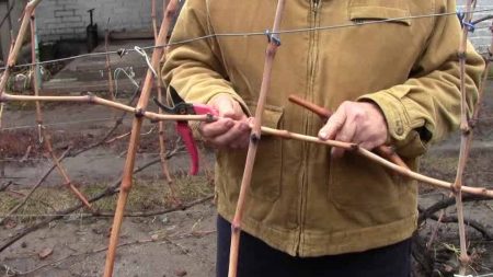 Harvesting grape cuttings in autumn and storage
