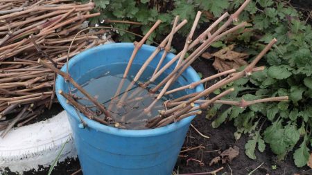Harvesting grape cuttings in autumn