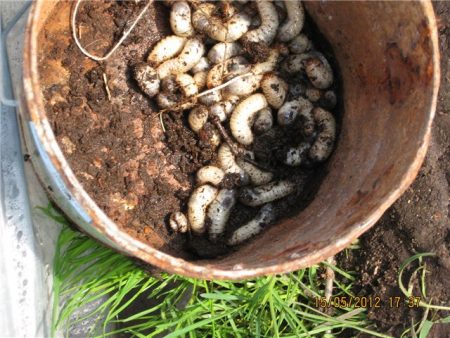 larvae of the bear