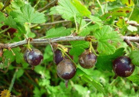 Powdery mildew on currants