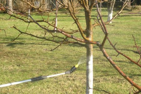 garden pest treatment