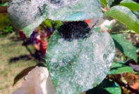 powdery rose on roses