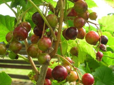  currant