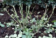 Do I need to pick leaves off a rose before shelter for the winter