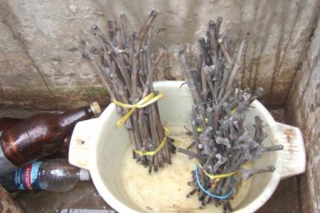 Harvesting grape cuttings from autumn