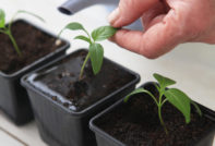 When to plant pepper for seedlings in 2017