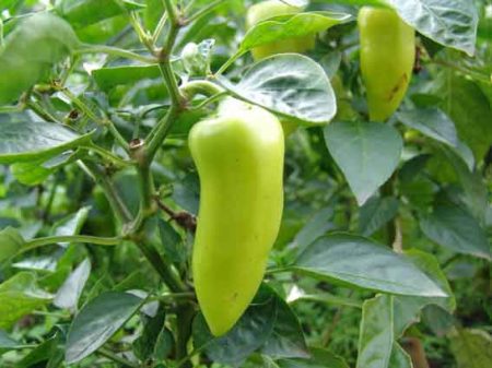 pepper in the garden