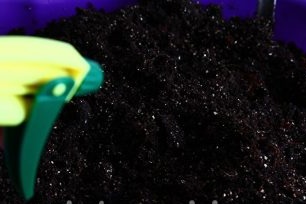 sprinkle with zircon soil mixture