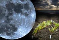 Horticultural gardener lunar calendar 2017, table