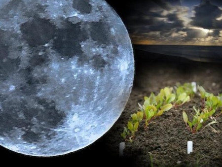 Horticultural gardener lunar calendar 2017, table