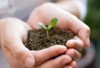 Calendar of sowing seeds for seedlings in 2017, table